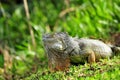 Iguana posing on grass