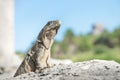 Iguana posing on a rock at the ruins of Tulum, Mexico