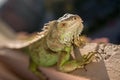 Iguana posing at the sun and relaxing