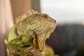 Iguana posing at the sun and relaxing