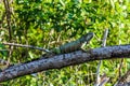 Iguana posing among the branches in a swamp Royalty Free Stock Photo