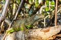 Iguana posing on top of a mangrove.