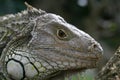 Iguana profile