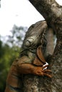 Iguana profile