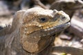 Iguana profile detail with natural background. Lizard`s head close-up view. Small wild reptile.