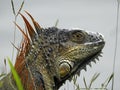 Iguana profile, Galapagos Islands, Ecuador Royalty Free Stock Photo