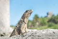 Iguana proudly posing in ruins of Tulum, Mexico Royalty Free Stock Photo