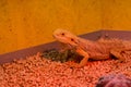 Iguana in red light Royalty Free Stock Photo