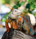 Iguana reptile