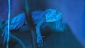 Iguana reptile on brenches in blue tones and colors background . calm and pacification trend color. Copy space