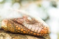 Iguana reptile sleeping on the tree Royalty Free Stock Photo