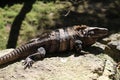 Iguana Royalty Free Stock Photo