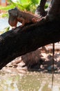 Iguana reptile on a tree branch above sunlit river, blurred background