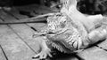 Iguana reptile Royalty Free Stock Photo