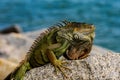 Iguana reptilian, exotic wild dragon. Lizards Halloween.