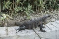 Iguana in the resort hotel Royalty Free Stock Photo