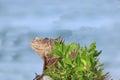 Iguana Resting Along the Waterway Basking in the Sun Royalty Free Stock Photo