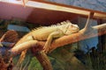 An iguana lies on a large tree branch, an exhibition of exotic animals in a terrarium. Royalty Free Stock Photo