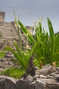 Iguana resting erected in mayan ruins