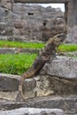 Iguana resting in mayan ruins