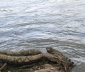 Iguana resting by the river Royalty Free Stock Photo