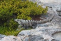 Iguana is resting on a rock on Mexican coastline