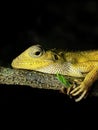 An iguana is resting on a tree at night. Royalty Free Stock Photo