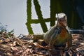 Iguana rests in its natural environment on the shore of a lake. Royalty Free Stock Photo