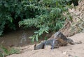 Iguana on riverbank