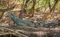 Iguana in riverbank of Brazilian Pantanal