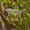 Iguana roaming around Carriacou