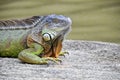 Iguana on a rock