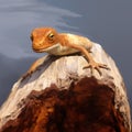 Iguana on the rock. Close-up of an skink on a rock