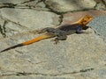 an iguana on the rock