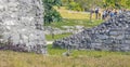 Iguana on rock Tulum ruins Mayan site temple pyramids Mexico