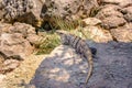Iguana on the rocks basks in the sun Royalty Free Stock Photo