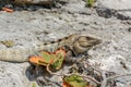 Iguana on the rocks basks in the sun Royalty Free Stock Photo
