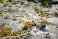 Iguana on the rocks basks in the sun Royalty Free Stock Photo