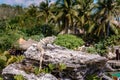 Iguana on the rocks basks in the sun Royalty Free Stock Photo