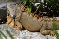 Iguana on rocks Royalty Free Stock Photo