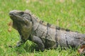 Ruins in Tulum, Mexico - Closeup of Iguana standing in grass