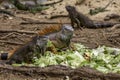 Iguana's Eating Royalty Free Stock Photo