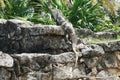 Iguana`s watchful eyes Royalty Free Stock Photo