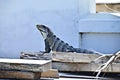 An Iguana in San Pedro, Belize Royalty Free Stock Photo