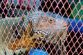 iguana shrugged in the cage. Royalty Free Stock Photo