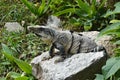 Iguana sits on the cliff near Mayan archeological site Uxmal. Royalty Free Stock Photo