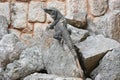 Iguana sits on the cliff near Mayan archeological site Uxmal. Royalty Free Stock Photo