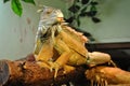 Iguana sits on a dry tree branch. Royalty Free Stock Photo