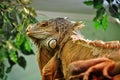 Iguana sits on a dry tree branch. Royalty Free Stock Photo