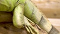 An iguana is sitting on a branch. Iguana lizard basking in the sun. Close-up Royalty Free Stock Photo